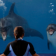 Image for article titled Dude Scientist Is on a Quixotic Mission to Prove Dolphins Are Dumb